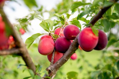 Ağaçta olgun kırmızı erikler