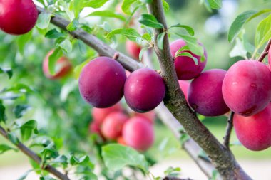 Ağaçta olgun kırmızı erikler