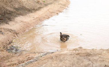 köpek kirli ve çamurlu su birikintisi içinde