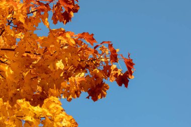 sonbahar yaprakları arka plan