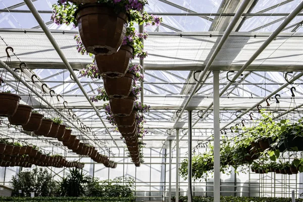 Gewächshaus, Anbau von Pflanzen und Blumen — Stockfoto