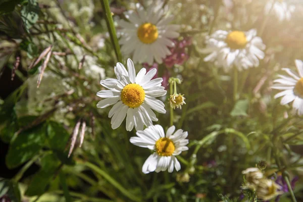 Bouquet of meadow wild flowers on the table — Stock Photo, Image