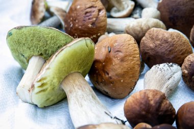 Ormandan bir sürü boletus mantarı topoldu.