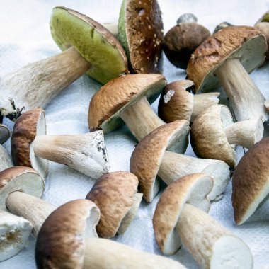Ormandan bir sürü boletus mantarı topoldu.