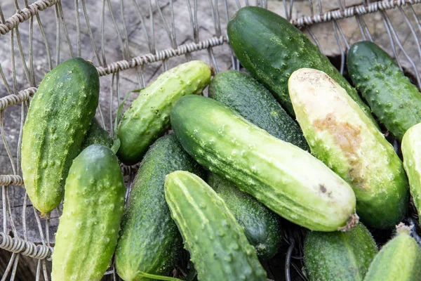 Green cucumbers in a basket. Ecological and healthy food