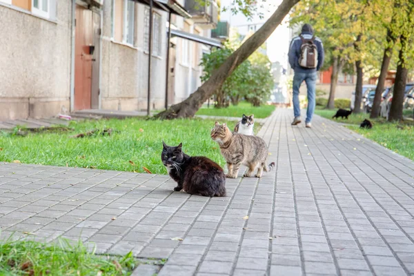 Un grupo de gatos callejeros — Foto de Stock