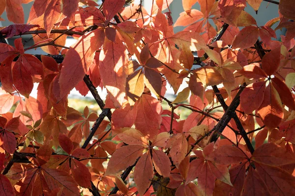 Sonnenschein durch bunte Herbstblätter aus dem Busch in der Nähe eines Metallzauns — Stockfoto