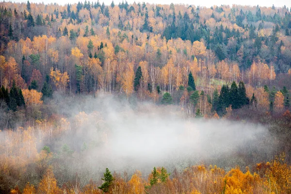 Fog moving above forest in autumn, beautiful nature