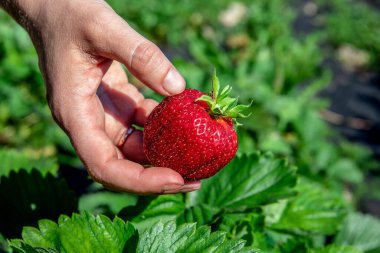 Bahçede elleri ile taze kırmızı çilek toplayan kadın çiftlik işçisi. Vejetaryen ev yapımı gıda üretimi