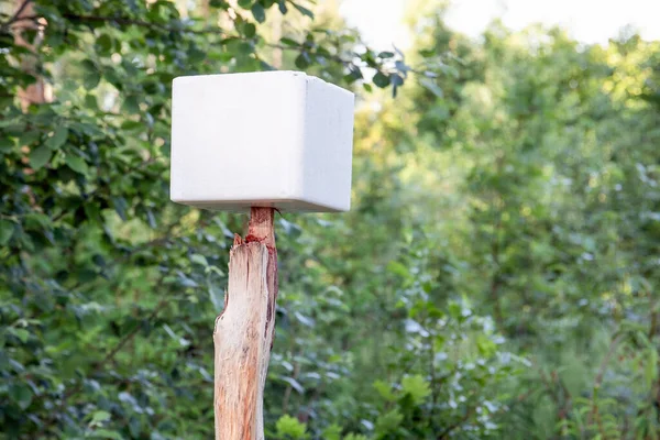 Salzwürfel im Wald für Wildtiere. Grüner Wald und Natur — Stockfoto