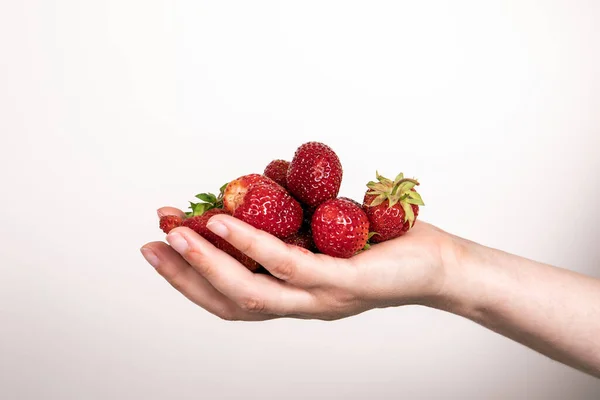 Fresas rojas en mano sobre fondo blanco. Delicias de verano —  Fotos de Stock