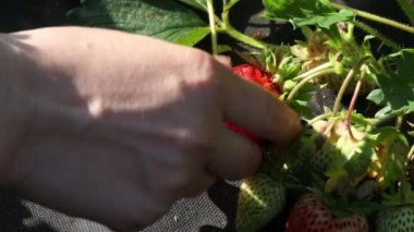 Bahçeden çilek topluyorum, yakın plan. Çilek ekme ve biçme.