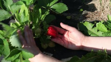 Bahçede çilek var, yakın plan. Çilek ekme ve biçme