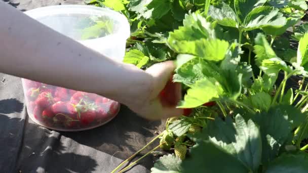 Picking strawberries in bucket. Planting and harvesting of strawberries — Stock Video