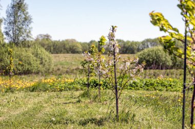 Kırsalda çiçek açan kirazlar. Doğa ilkbaharda uyanır.