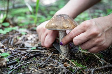 Ormanda domuz mantarı topluyorum. Vahşi doğadan beslenme