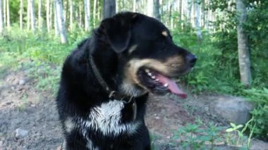 Asılmış dili olan büyük siyah bir köpek.