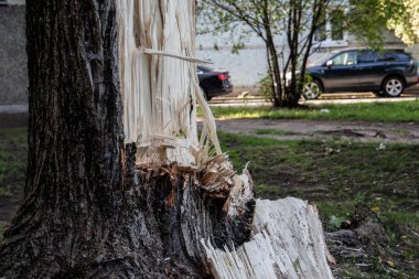 Bir fırtınada ağaç kırıldı. Halk parkı ve sokak. Yaşam ve sağlık için tehlikeli.