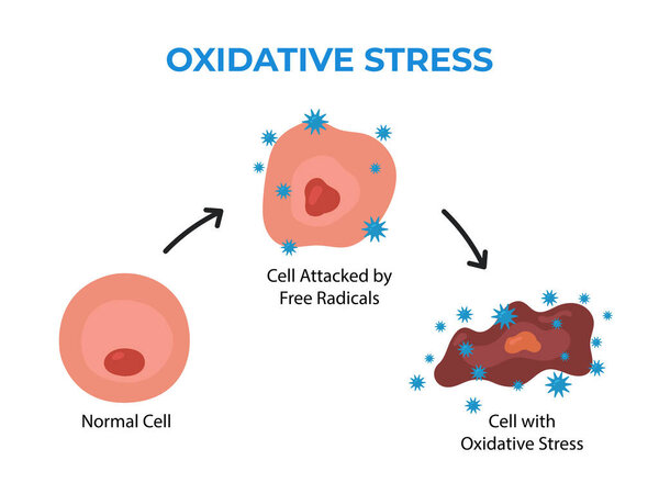 Диаграмма окислительного стресса, клетка, атакованная свободными радикалами, научное образование