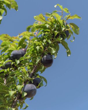 Erik ağacı dalı ile olgunlaştırmak koyu mavi mavi gökyüzü Erik tekrar bulut. Orchard Waxahachie, Texas, ABD'yakın çekim taze organik meyve yeşil yaprakları. Arka bahçe ve tarım
