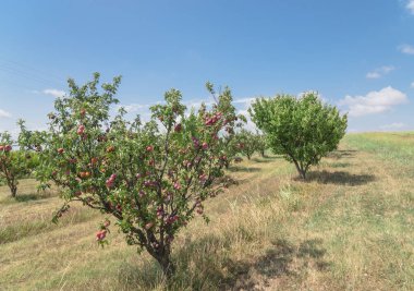 Texas orchard satır RIP meyve ağacı dalı üzerinde tekrar bulut mavi gökyüzü şeftali. Taze organik prunus Waxahachie, Texas, ABD yerel çiftliğinde yeşil yaprakları ile. Arka bahçe ve tarım