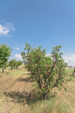Texas orchard satır RIP meyve ağacı dalı üzerinde tekrar bulut mavi gökyüzü şeftali. Taze organik prunus Waxahachie, Texas, ABD yerel çiftliğinde yeşil yaprakları ile. Arka bahçe ve tarım