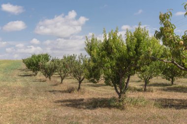 Texas orchard satır RIP meyve ağacı dalı üzerinde tekrar bulut mavi gökyüzü şeftali. Taze organik prunus Waxahachie, Texas, ABD yerel çiftliğinde yeşil yaprakları ile. Arka bahçe ve tarım