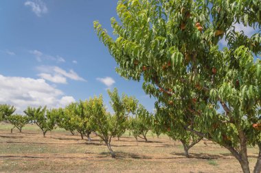 Texas orchard satır RIP meyve ağacı dalı üzerinde tekrar bulut mavi gökyüzü şeftali. Taze organik prunus Waxahachie, Texas, ABD yerel çiftliğinde yeşil yaprakları ile. Arka bahçe ve tarım