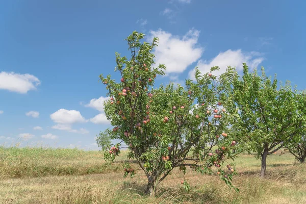 Texas Őszibarack Orchard Sorok Érett Gyümölcsöt Ága Újra Felhő Kék — Stock Fotó