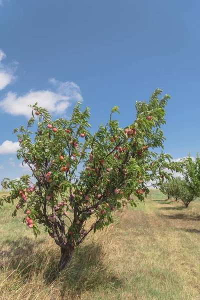 Közelkép Érett Őszibarack Helyi Orchard Waxahachie Amerikai Egyesült Államok Kert — Stock Fotó