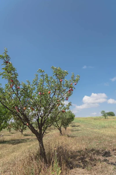 Texas peaches orchard rows of ripen fruits on tree branch again cloud blue sky. Fresh organic prunus with green leaves at local farm in Waxahachie, Texas, USA. Gardening and  Agriculture background