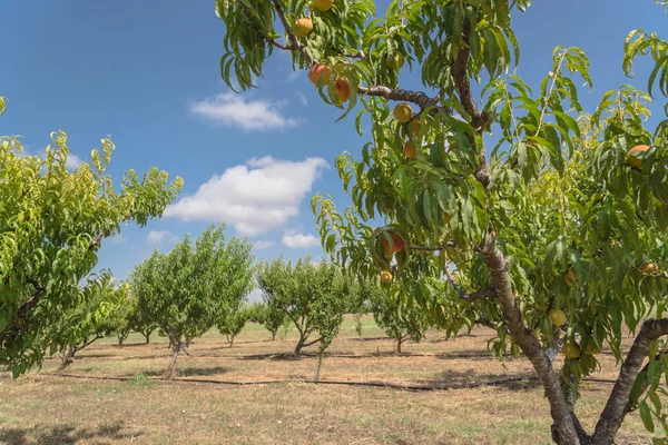 Texas Őszibarack Orchard Sorok Érett Gyümölcsöt Ága Újra Felhő Kék — Stock Fotó