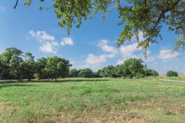 Gölgeli yol ve mesafe içinde ikamet yürüyen köpek yeşil şehir park. Güzel bakımlı çim çim, erken yaz sabahı Irving, Texas, ABD sırasında güneş tarafından aydınlatılmış uzun ağaçlar gür