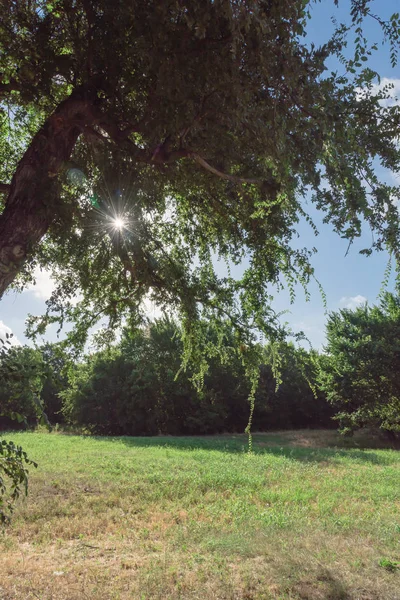 Beautiful Green Urban Park Irving Texas Usa Well Groomed Grass — Stock Photo, Image