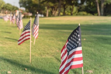 Amerikan bayrakları kadar yeşil çim çim darbe rüzgarda kaplı. Özgürlüğün bir iş park vatansever sembolü uçan ABD bayraklar grupları. Plano, Texas, ABD Bağımsızlık Günü kutlamaları.