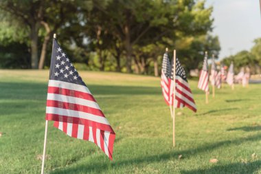 Amerikan bayrakları kadar yeşil çim çim darbe rüzgarda kaplı. Özgürlüğün bir iş park vatansever sembolü uçan ABD bayraklar grupları. Plano, Texas, ABD Bağımsızlık Günü kutlamaları.