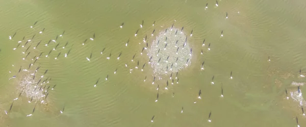 Panorama Letecké Velká Skupina Volavka Ardea Alba Kolem Mělké Vodě — Stock fotografie