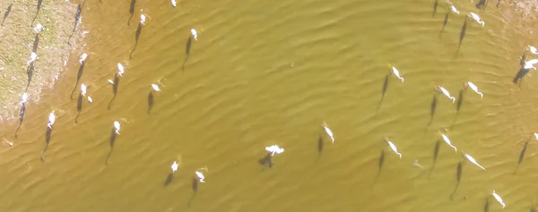 Panorama Close Luchtfoto Grote Zilverreiger Ardea Alba Ondiepe Vijver Irving — Stockfoto