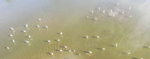 Panorama Close Luchtfoto Grote Zilverreiger Ardea Alba Ondiepe Vijver Irving — Stockfoto