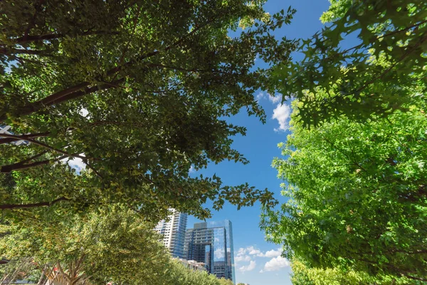 Belo Parque Urbano Verde Centro Dallas Dia Ensolarado Baixo Ângulo — Fotografia de Stock