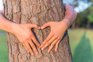 Erkek el çam ağacının gövde etrafında bir kalp şekil verme. Sıcak hafif, yumuşak odak park/orman manzara arka plan. İnsan hugs eller, ağaç tamamladı. İnsan ve doğa ekoloji, sürdürülebilir kavramı ilgili kişi,