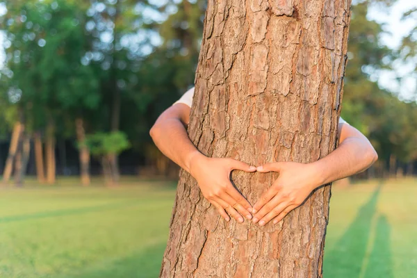 Male hands making a heart shape around trunk of pine tree. Warm light, soft focus park/forest landscape background. Human hands hugs, wraps tree. Human and nature contact, ecology, sustainable concept