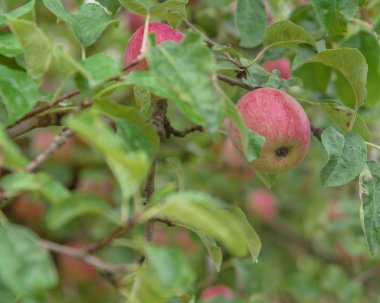 Olgun kırmızı elma ağacı yağmur damlaları ile üzerinde büyüyen demet. Yakın çekim grup organik elma meyve hasat sırasında yerel grupta orchard Washington, ABD '