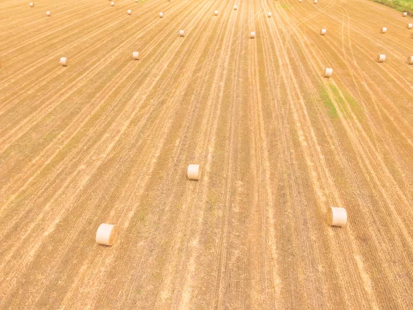Aerial View Bale Hay Corn Farm Harvest Austin Texas Golden — Stock Photo, Image