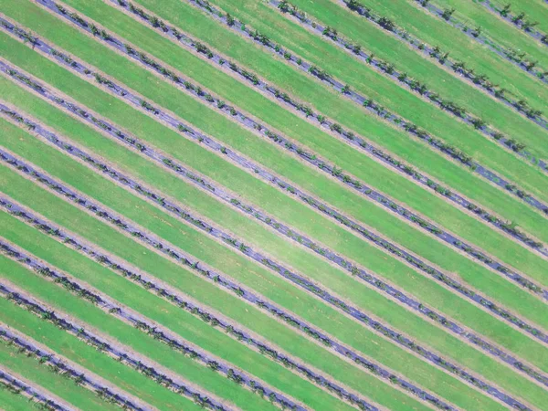 Rij Van Verticale Weergave Van Bramen Plant Groeit Hoogseizoen Oogst — Stockfoto