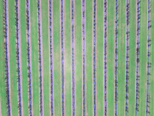 Vertical view row of blackberries plant growing at peak harvest season in Texas, USA. Aerial view fresh ripe and unripe berries on local farm. Agriculture background of farmland from high