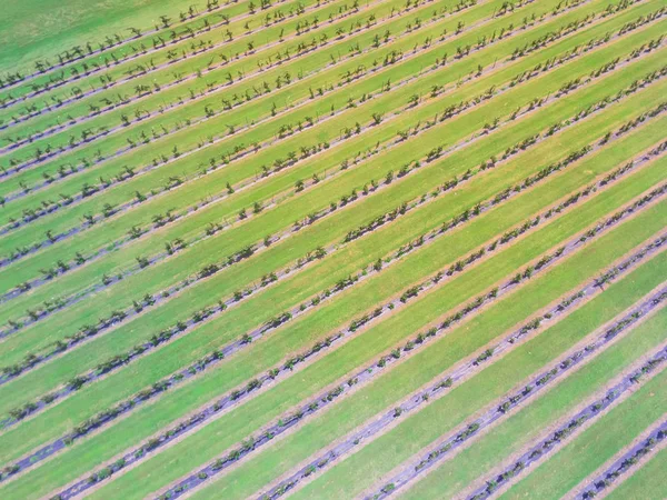 Vertical view row of blackberries plant growing at peak harvest season in Texas, USA. Aerial view fresh ripe and unripe berries on local farm. Agriculture background of farmland from high