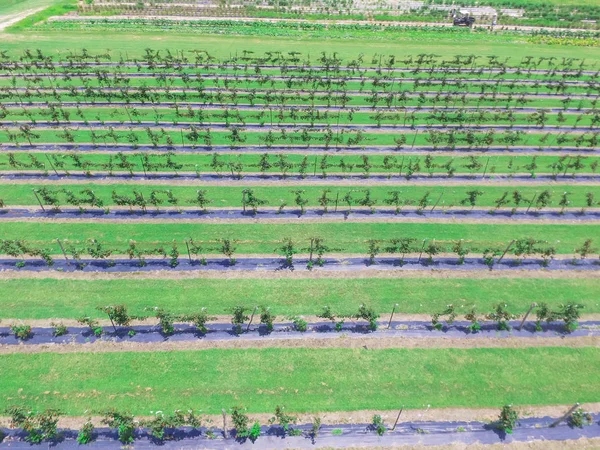 Fila Vista Vertical Planta Moras Creciendo Temporada Alta Cosecha Texas — Foto de Stock