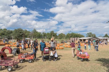 Grapevine, Tx, ABD-Ekim 6, 2018:Pumpkin tüm boyutları ve kırsal çiftlik dekorasyon şekiller. Aileler üye ebeveynler ve çocuklar seçin ve satın. Renkli tatil sonbahar kutlama arka plan, bulut mavi gökyüzü