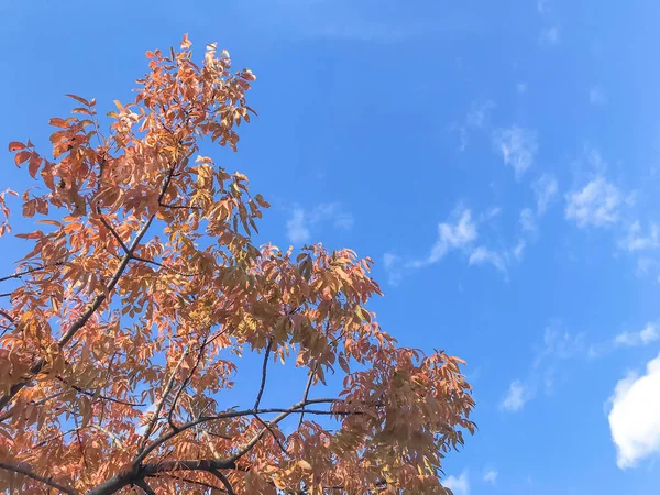 Пригороде Далласа Штат Техас Сша Осенний Сезон Листья Красной Малины — стоковое фото